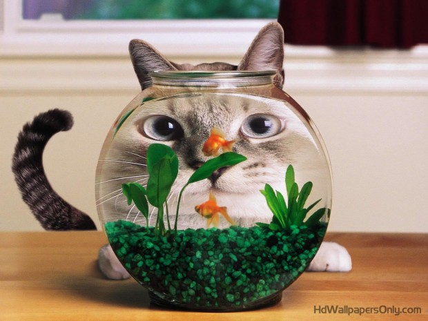 Amazing cat Pictures