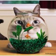 Amazing cat Pictures