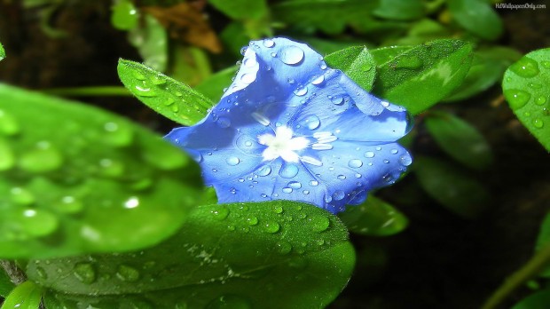 beauty flower wallpaper