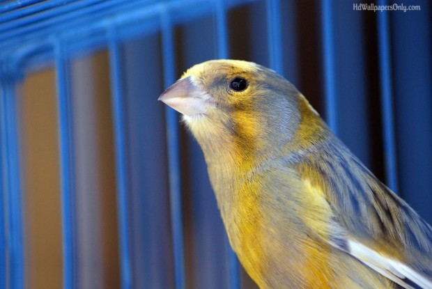 cute canary bird wallpaper