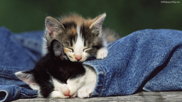 cute kitten wallpaper