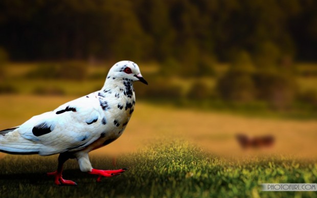 Pigeon Wallpapers