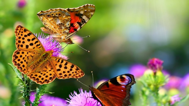 Nice Butterfuly Wallpaper
