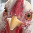 pollo