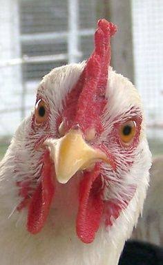 pollo