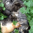 Cat family