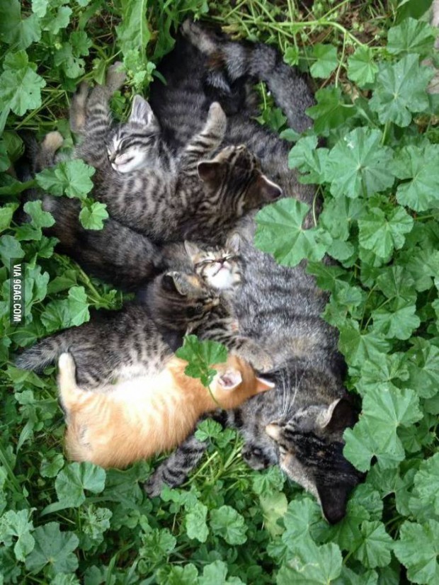 Cat family