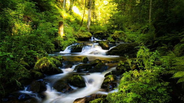 black forest wallpaper