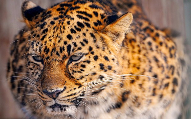 leopard wallpaper