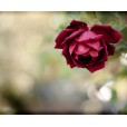 The rose wallpaper