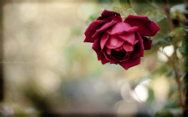 The rose wallpaper