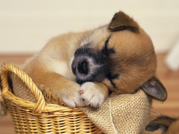 The dog wallpaper