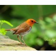 Samll Bird Wallpaper