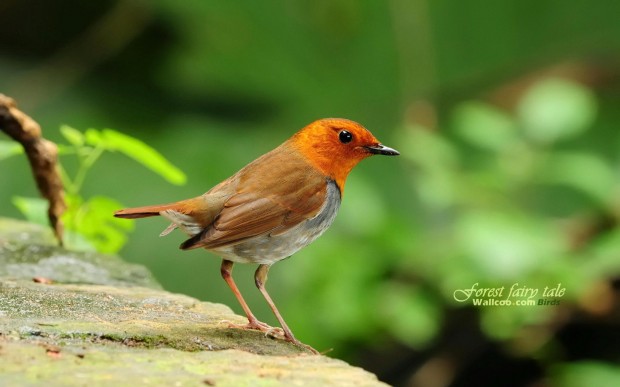 Samll Bird Wallpaper