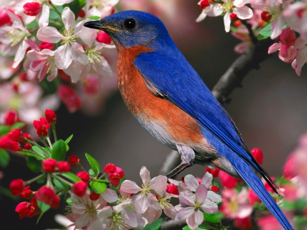 Pretty Blue Birds twitter HD Wallpapers