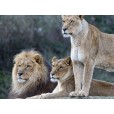 3 tigers family wallpaper