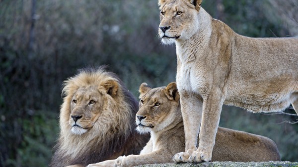 3 tigers family wallpaper
