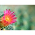 cactus flower wallpaper