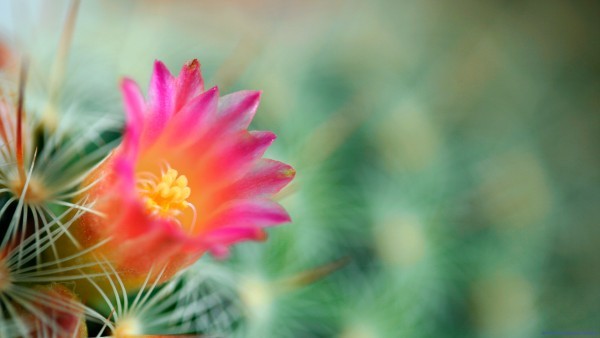 cactus flower wallpaper