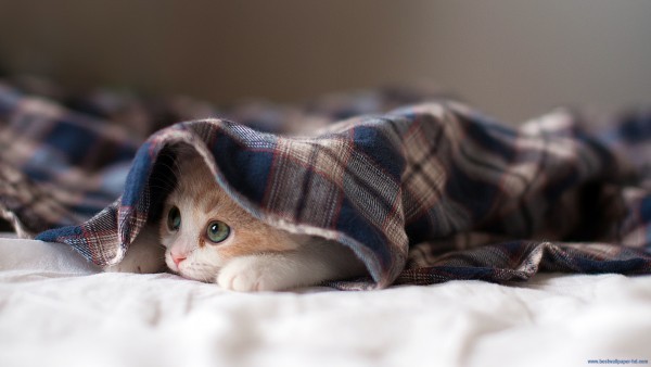 Dreaming cat wallpaper