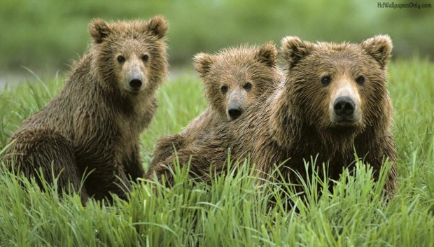 bear pictures wallpaper