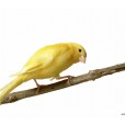 canary bird wallpaper