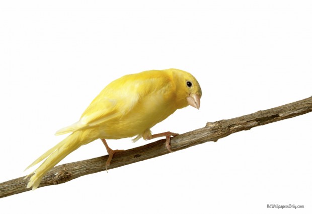 canary bird wallpaper