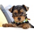 Funny Dog Pictures wallpaper