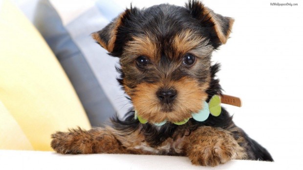 Funny Dog Pictures wallpaper
